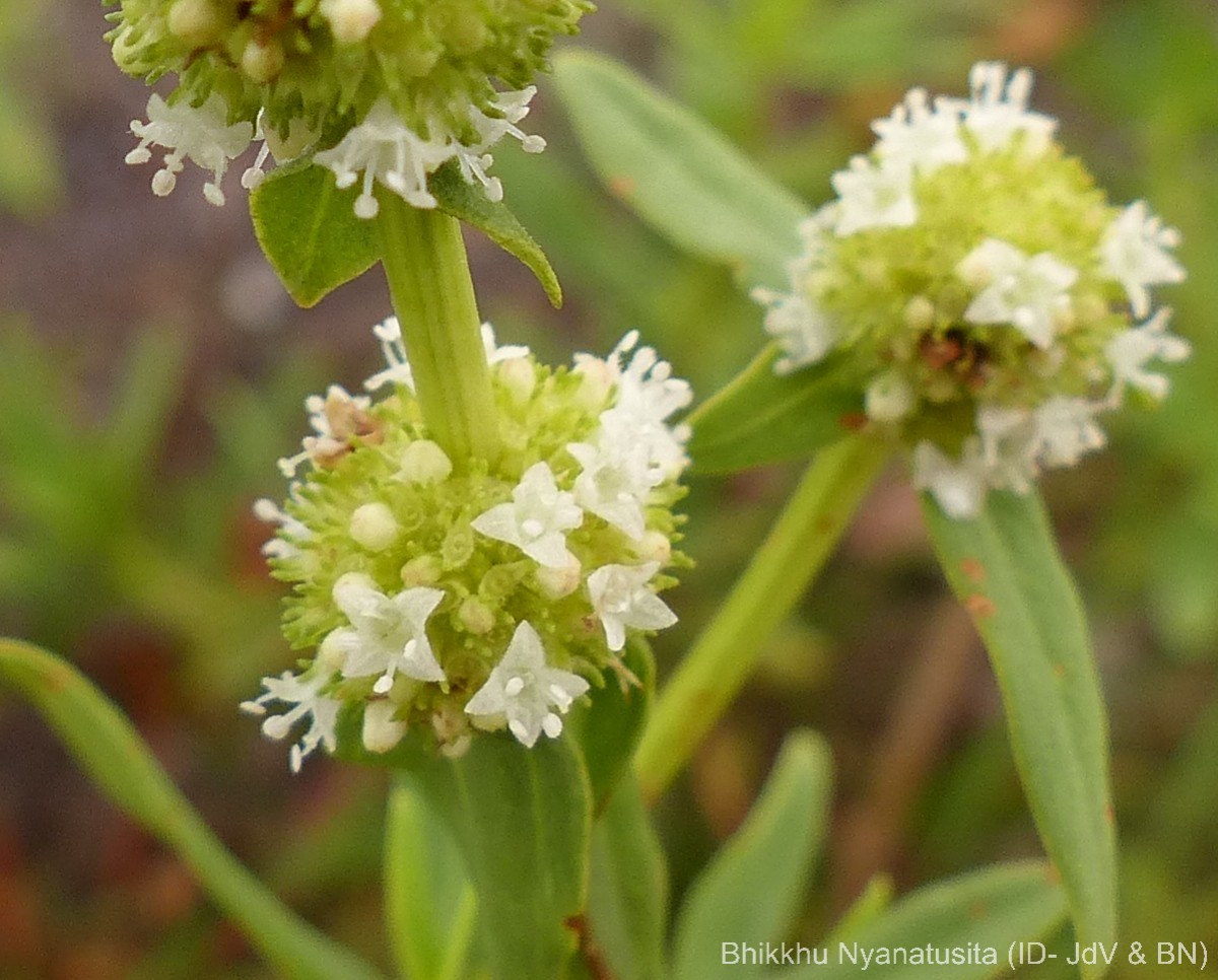 Spermacoce verticillata L.